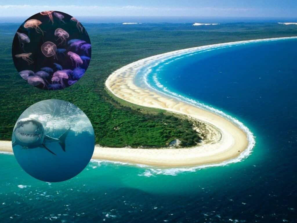 Playa más peligrosa del mundo: Australia