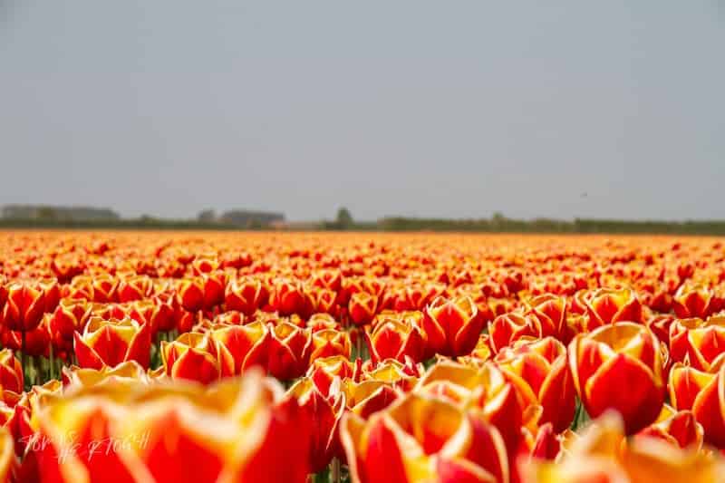 tulipanes-en-Holanda