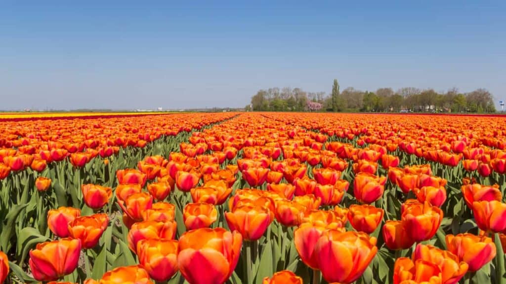 campos de tulipanes en Holanda