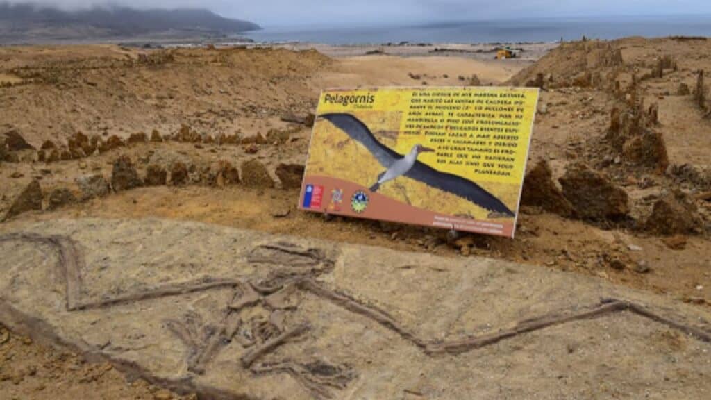 image Qué hacer en Bahía Inglesa visitar parque paleontologico los dedos