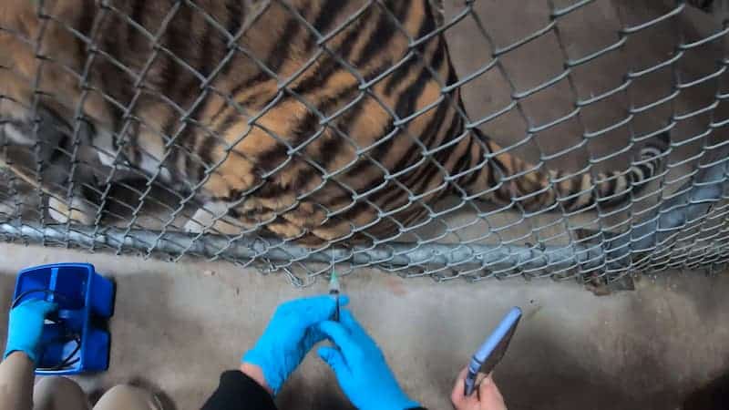 Tigre recibiendo vacuna contra el COVID-19