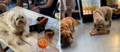 After Bark: el bar de Londres donde puedes pedir una bebida para ti y otra para tu perro