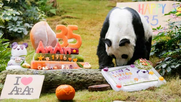 An An, un panda gigante que cumplió 35 años