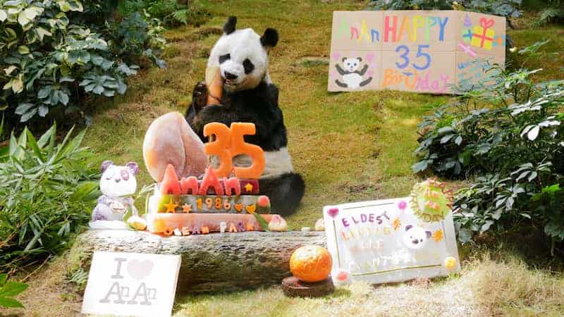 An An, un panda gigante que cumplió 35 años