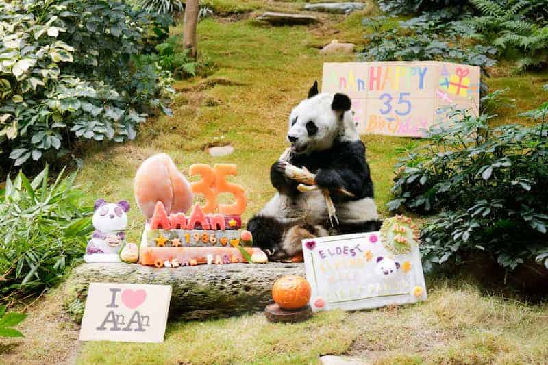 An An, un panda gigante que cumplió 35 años