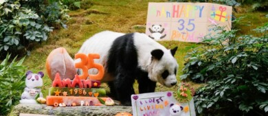 El panda más longevo del mundo bajo el cuidado de humanos cumplió 35 años