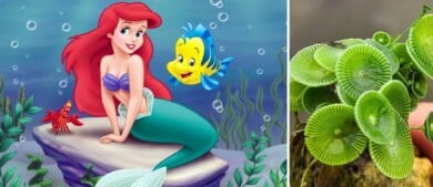 Descubren una nueva especie de planta "sirena" en India