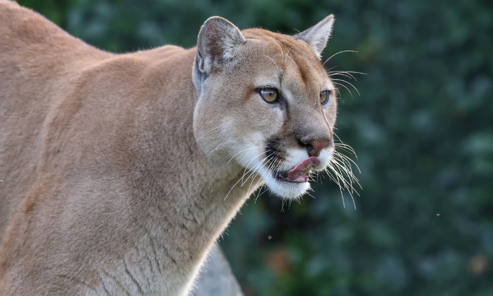 Día Internacional del Puma ¿Por qué la disminución y/o ausencia de población de pumas sería ecológicamente contraproducente?