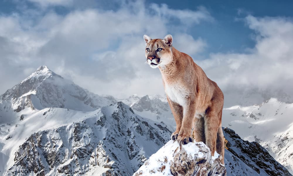 Día Internacional del Puma