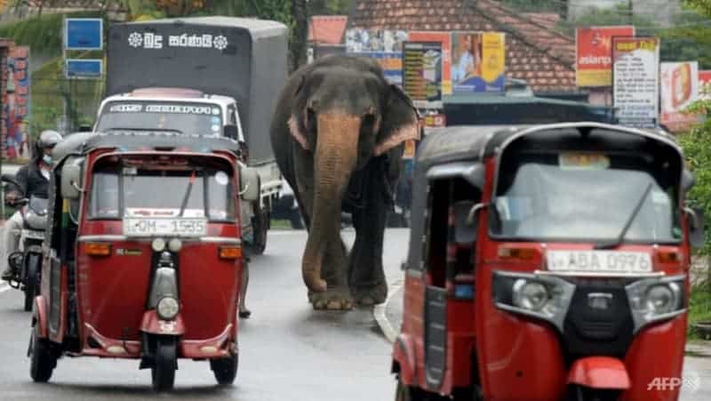 Elefante caminando por la calle