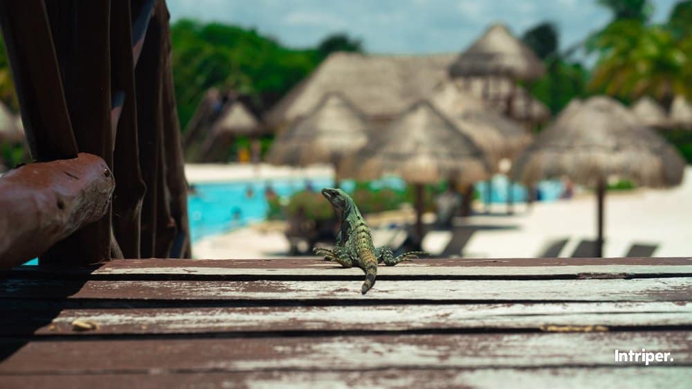 Comenzando el día en el Hotel Grand Palladium Riviera Maya