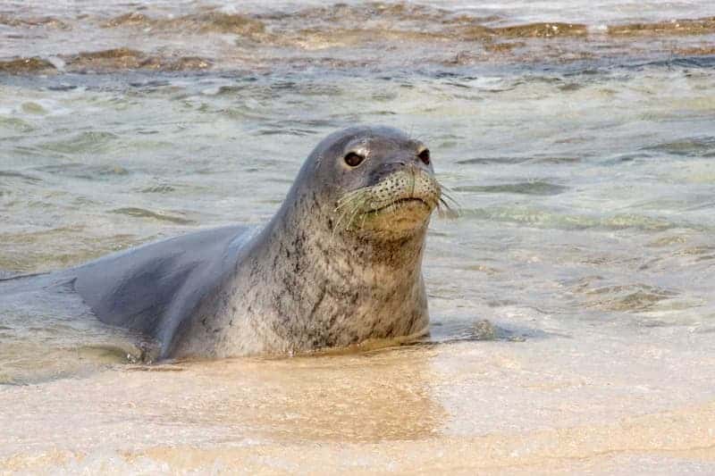 Focas moje, especie en peligro de extinción