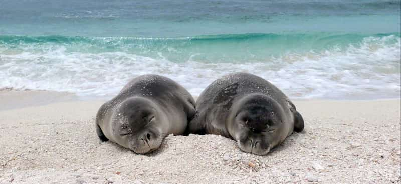 Focas moje, especie en peligro de extinción 