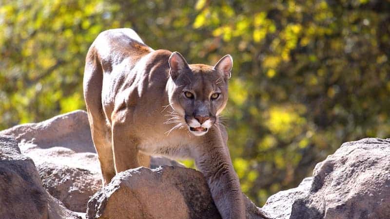 Una madre salvó a su hijo de un puma