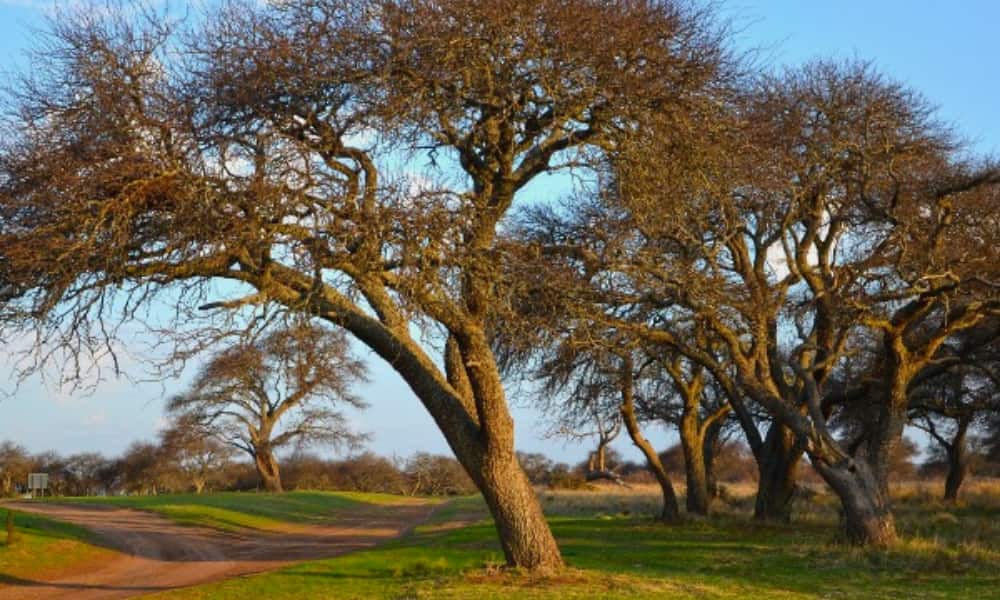 La mayor reserva natural de caldenes en el mundo está en Argentina y así es como puedes visitarla