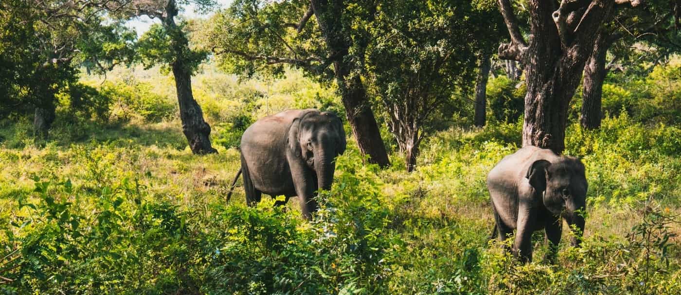 Sri Lanka: quienes beban no podrán montar elefantes