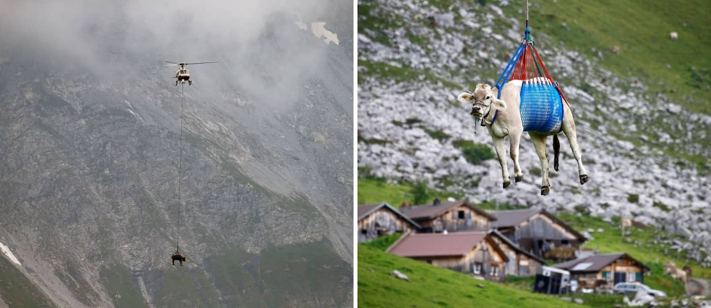 Un grupo de vacas fueron trasladas en helicóptero en los Alpes suizos