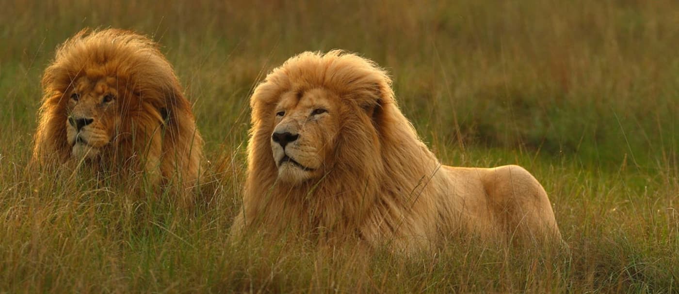 Un santuario de Sudáfrica encierra a las personas mientras los animales caminan a su alrededor