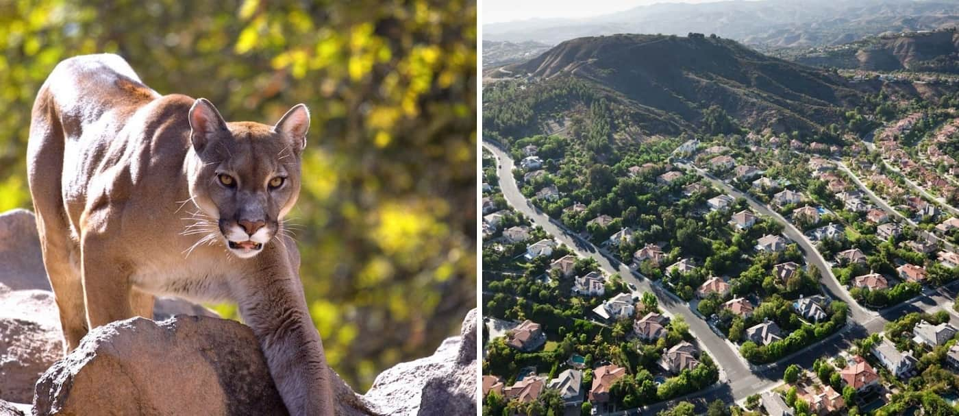 Una mujer luchó con un puma para salvar a su hijo de 5 años