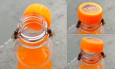 Un asombroso video muestra a dos abejas abriendo una botella de Fanta