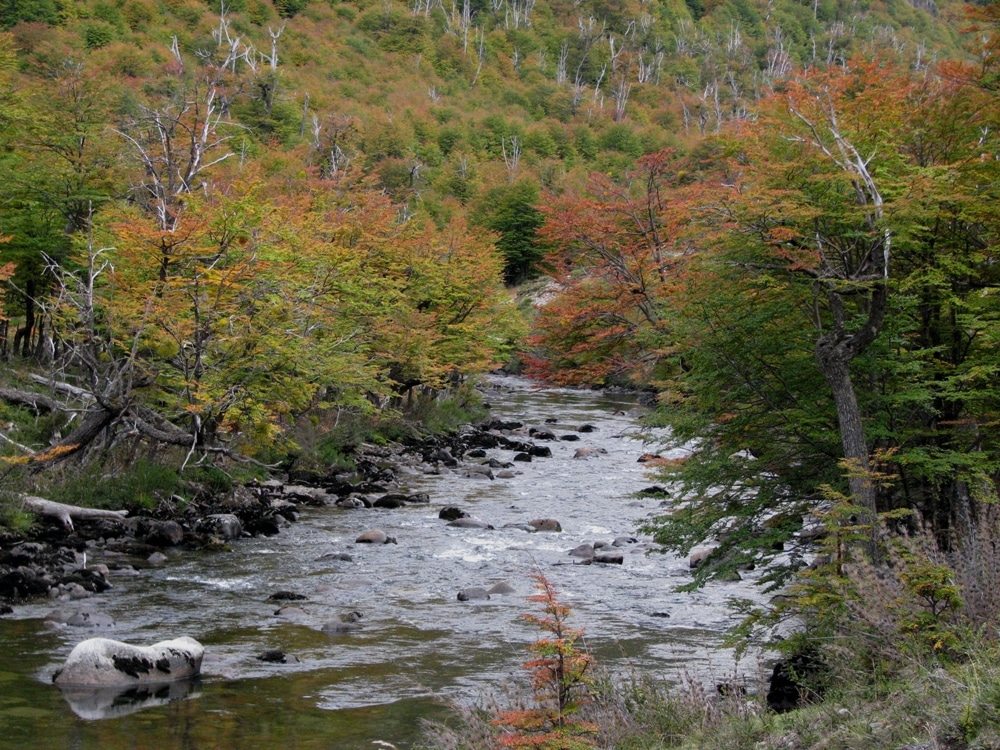 image plantar 1 millón de árboles bosque andino patagonico plantarg