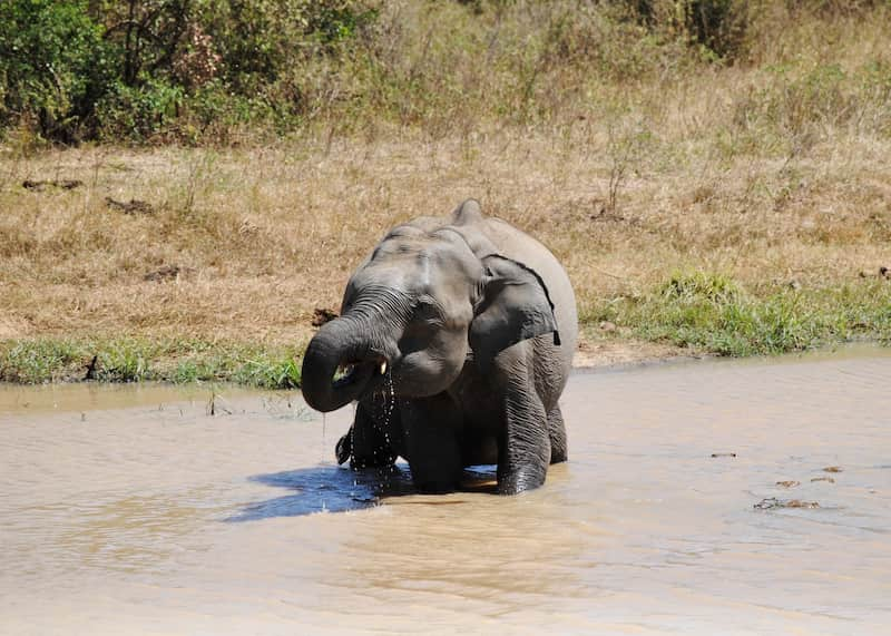 Elefante bebé en el agua