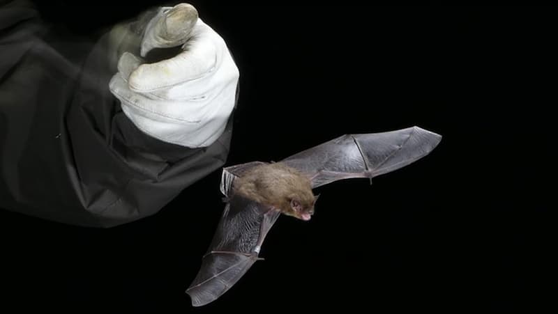 Murciélago de la especie  'Pipistrellus nathusii'