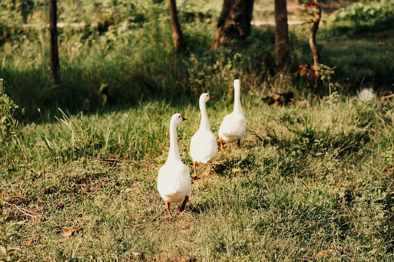 Tres patos caminando