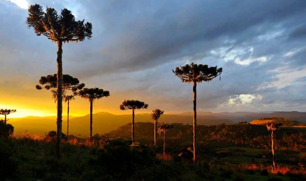 image plantar 1 millón de árboles plantarg bosque las araucarias misiones