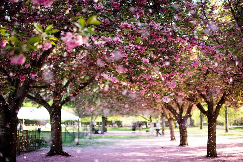 primavera-en-nueva-york