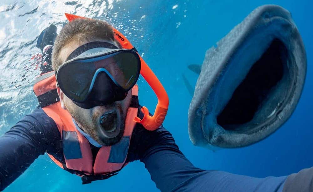 Mira el momento en el que un tiburón hace photobomb en la selfie de un buceador y esboza la misma sonrisa enorme