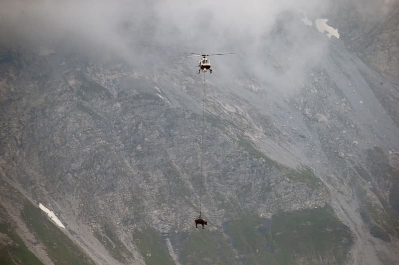 Vaca siendo trasladada en helicóptero