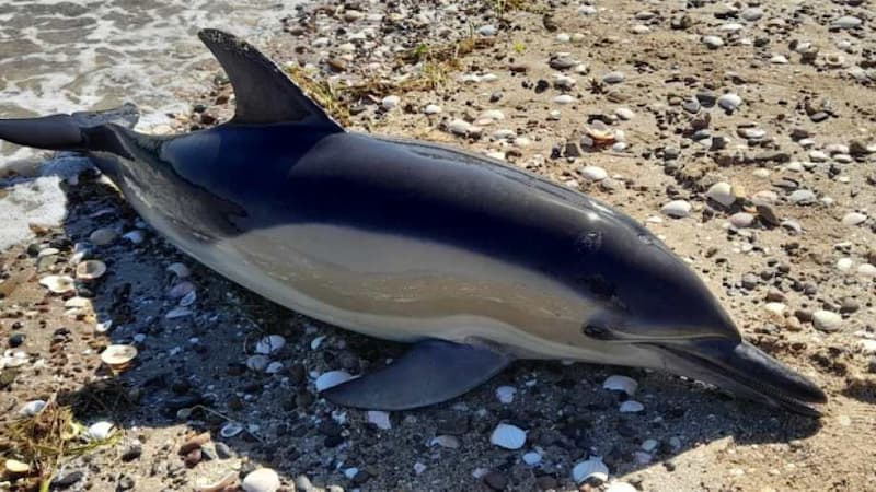 35 delfines fallecieron en el sur argentino