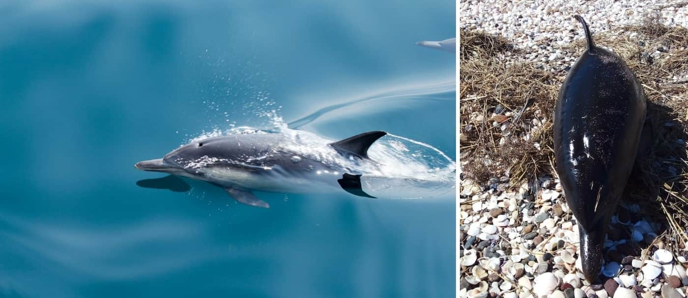 35 delfines fallecieron en el sur argentino y se cree que fue a causa del estrés