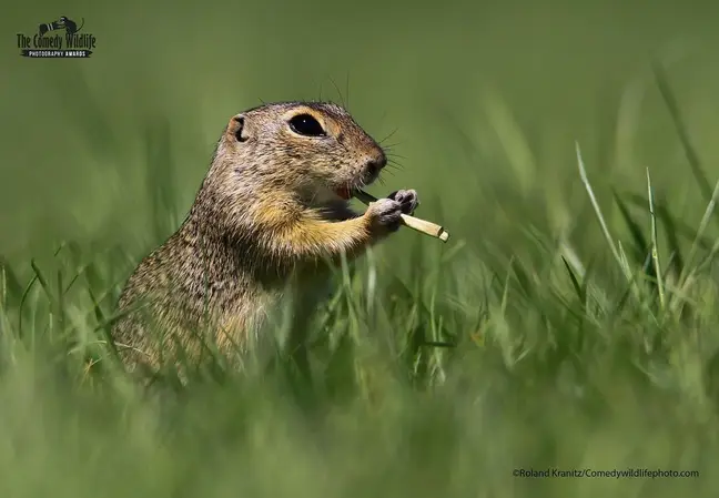 Comedy Wildlife Photo Awards - 