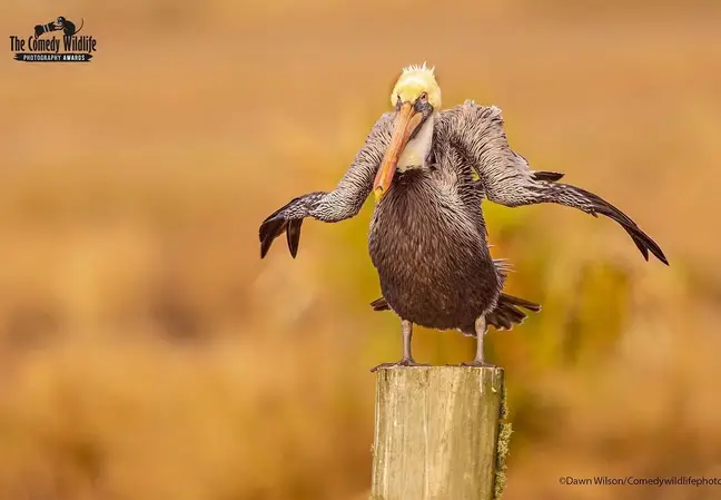 Comedy Wildlife Photo Awards - ave confundida