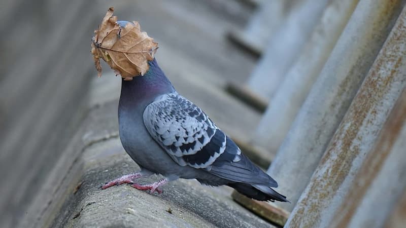 Comedy Wildlife Photo Awards - Paloma con la cara tapada