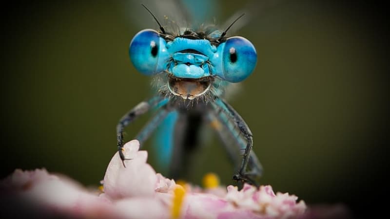 Comedy Wildlife Photo Awards - Libélula riéndo