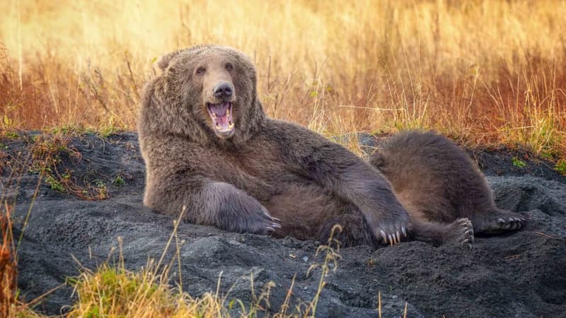 Comedy Wildlife Photo Awards - Oso recostado