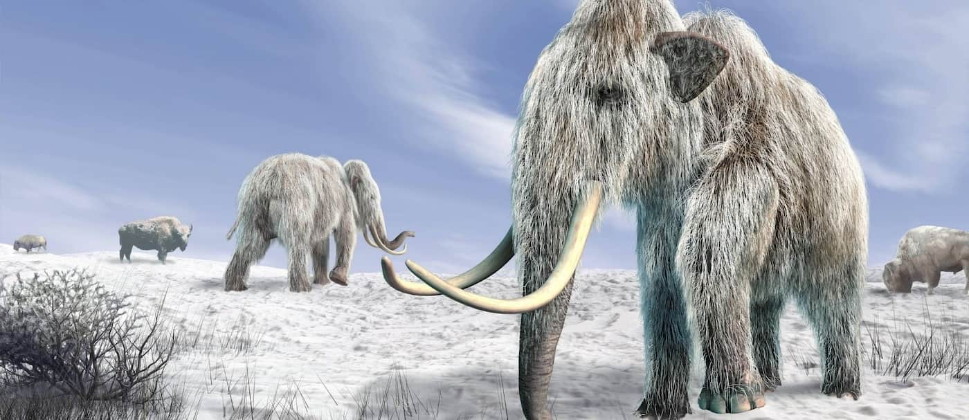 Una compañía busca revivir al mamut lanudo, extinto hace unos 4.000 años