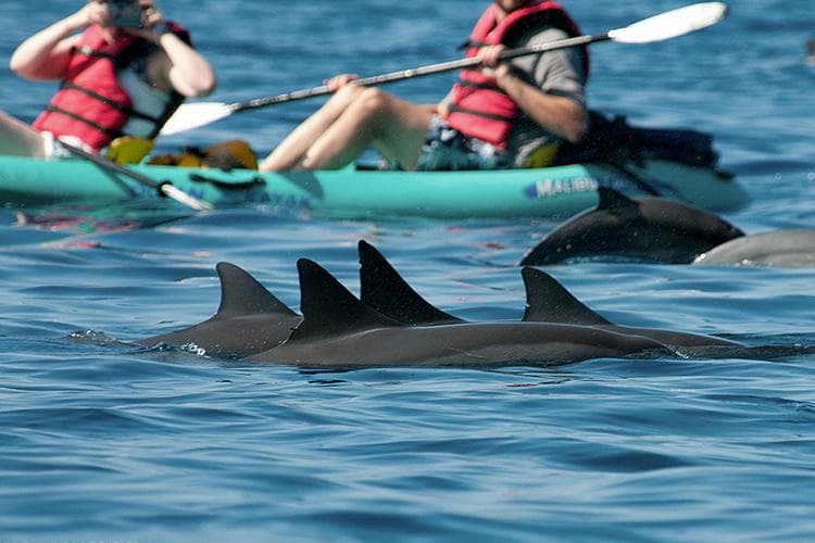 delfines giradores Las autoridades prohíben nadar con delfines giradores en Hawái Delfines giradores