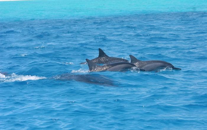delfines giradores Las autoridades prohíben nadar con delfines giradores en Hawái Delfines giradores