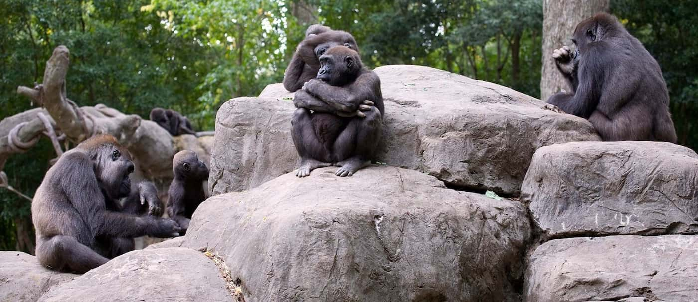 Un grupo de gorilas resultaron ser positivos de COVID-19 en el Zoológico de Atlanta, Estados Unidos