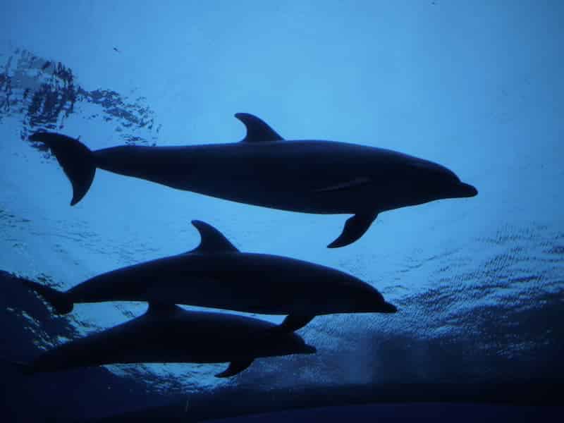 Grupo de delfines