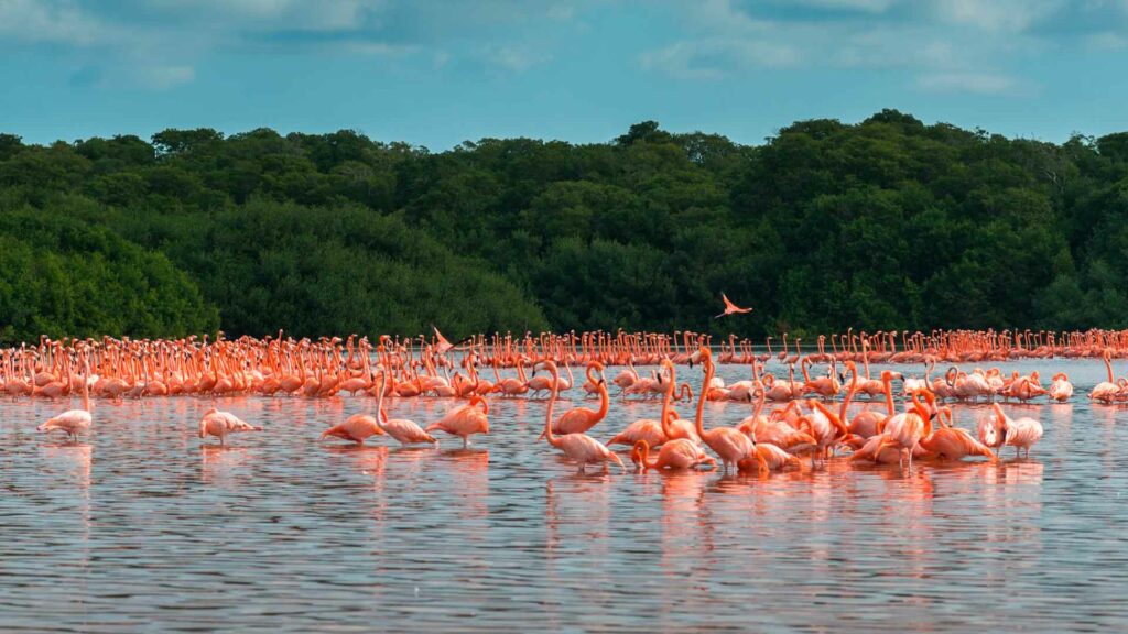 image yucatán HuaweiCelestunFl