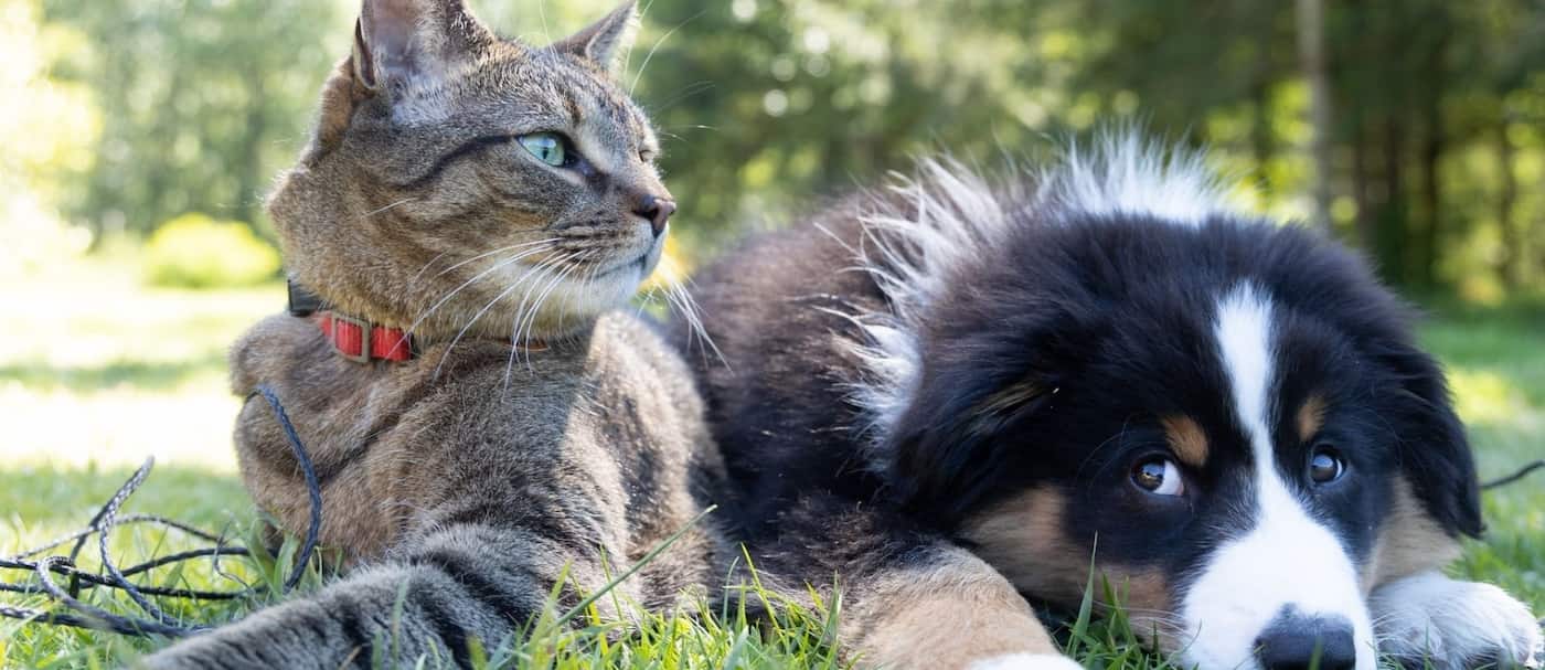 El secuestro de mascotas será considerado un delito en Inglaterra