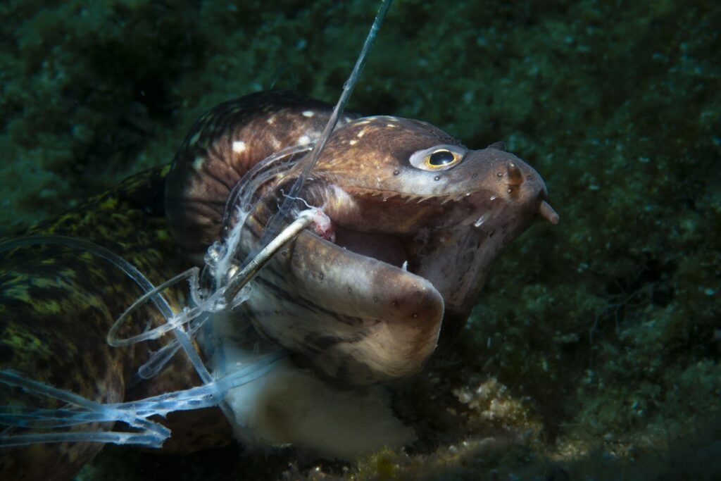 image Ocean Photography Awards Kerim Sabuncuoglu ocean photography awards