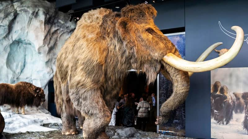 Mamut lanudo - Museo