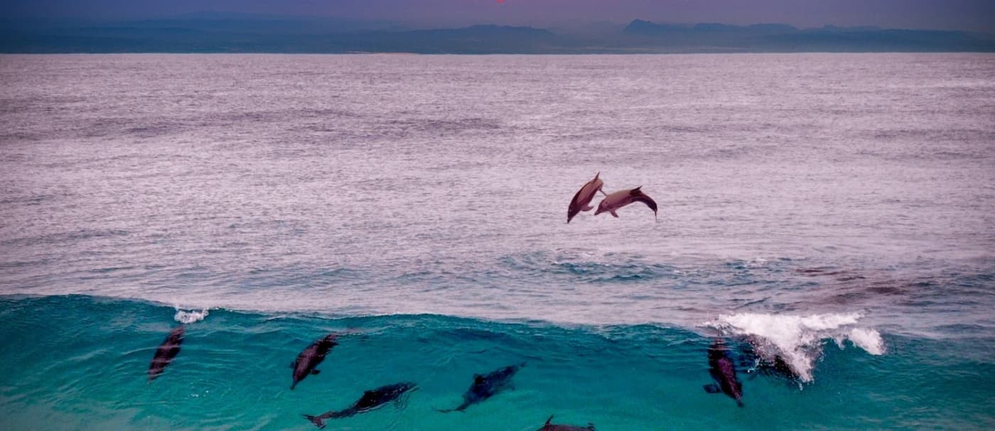 Más de 1.400 delfines fueron masacrados en las Islas Feroe