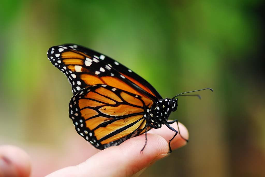 image extinción Mexico realiza actividades de reforestacion y preservacion en la region de la mariposa Monarca 2